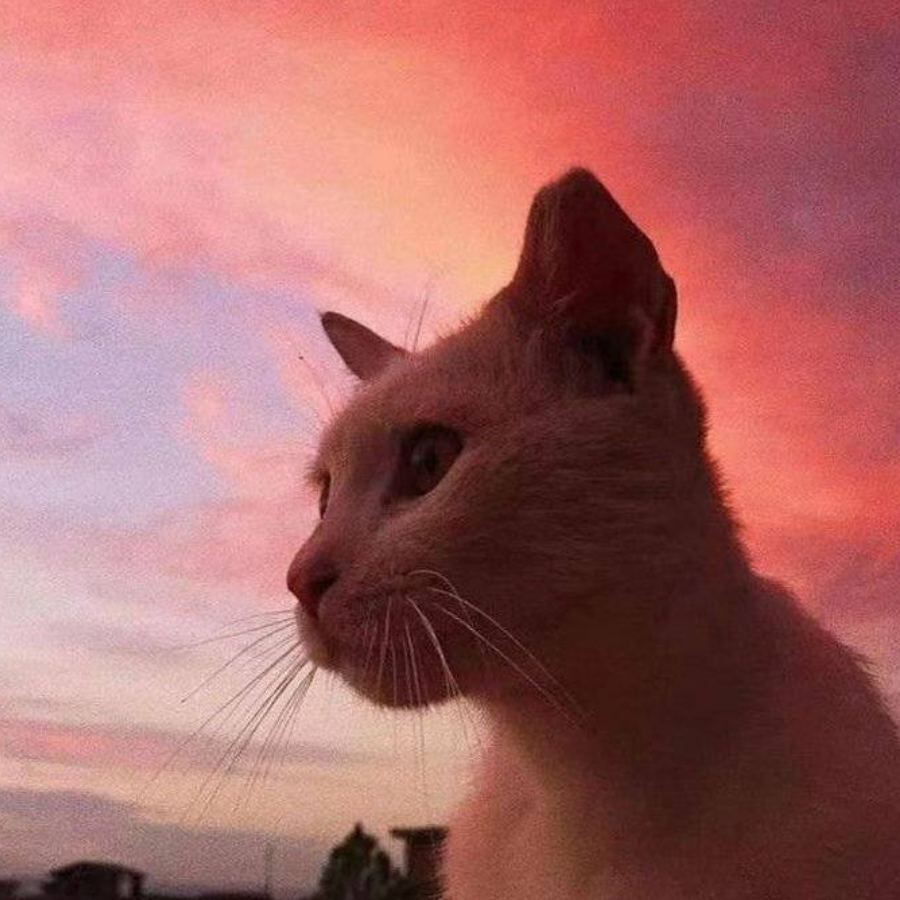 猫猫