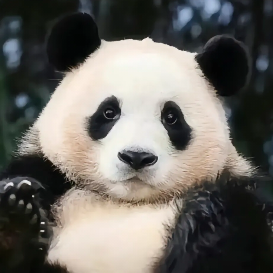 放肆！哈哈哈