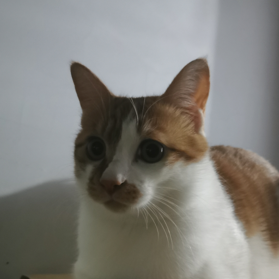 老王