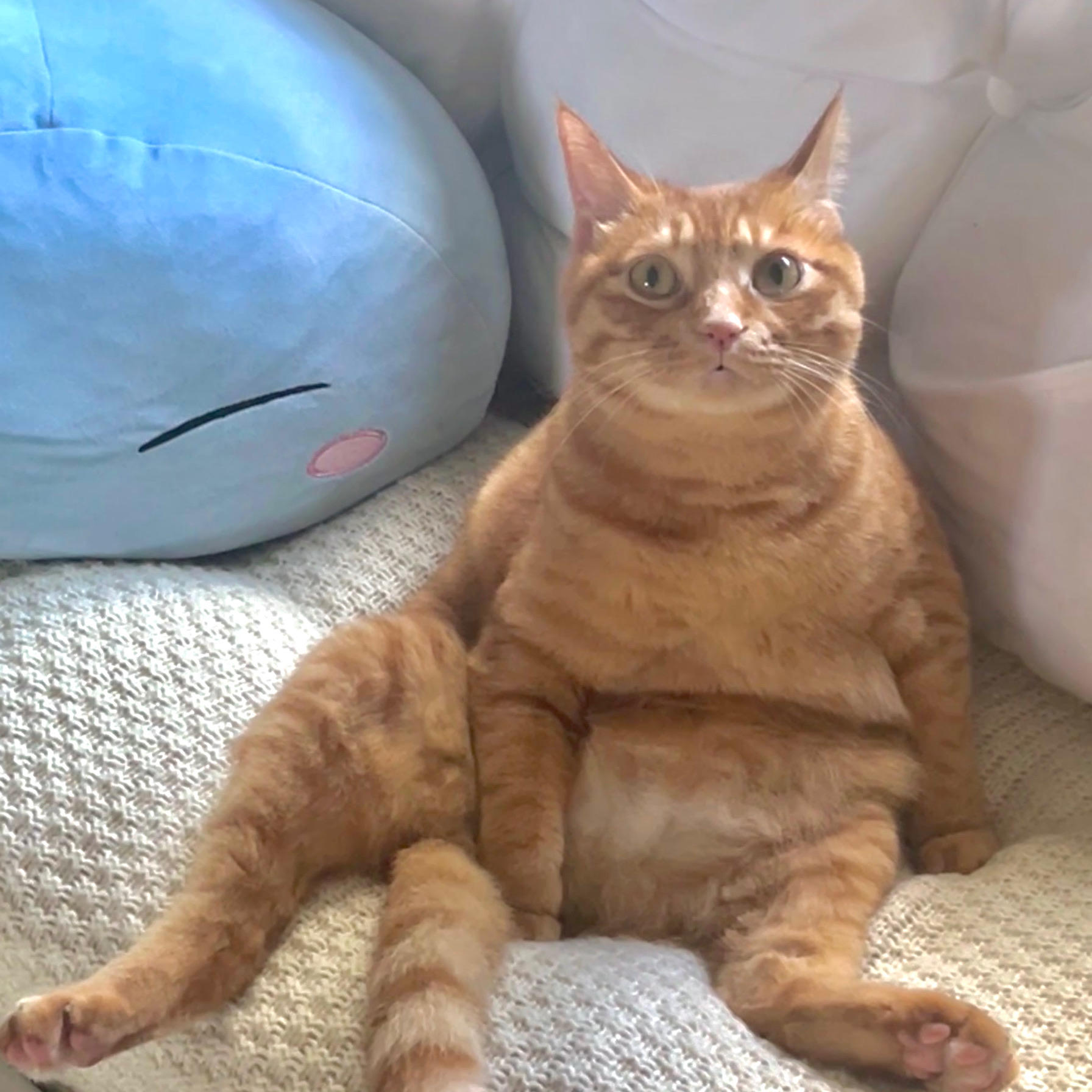 依稀*咦嘻