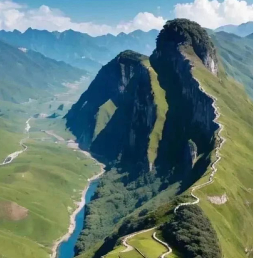 铁树