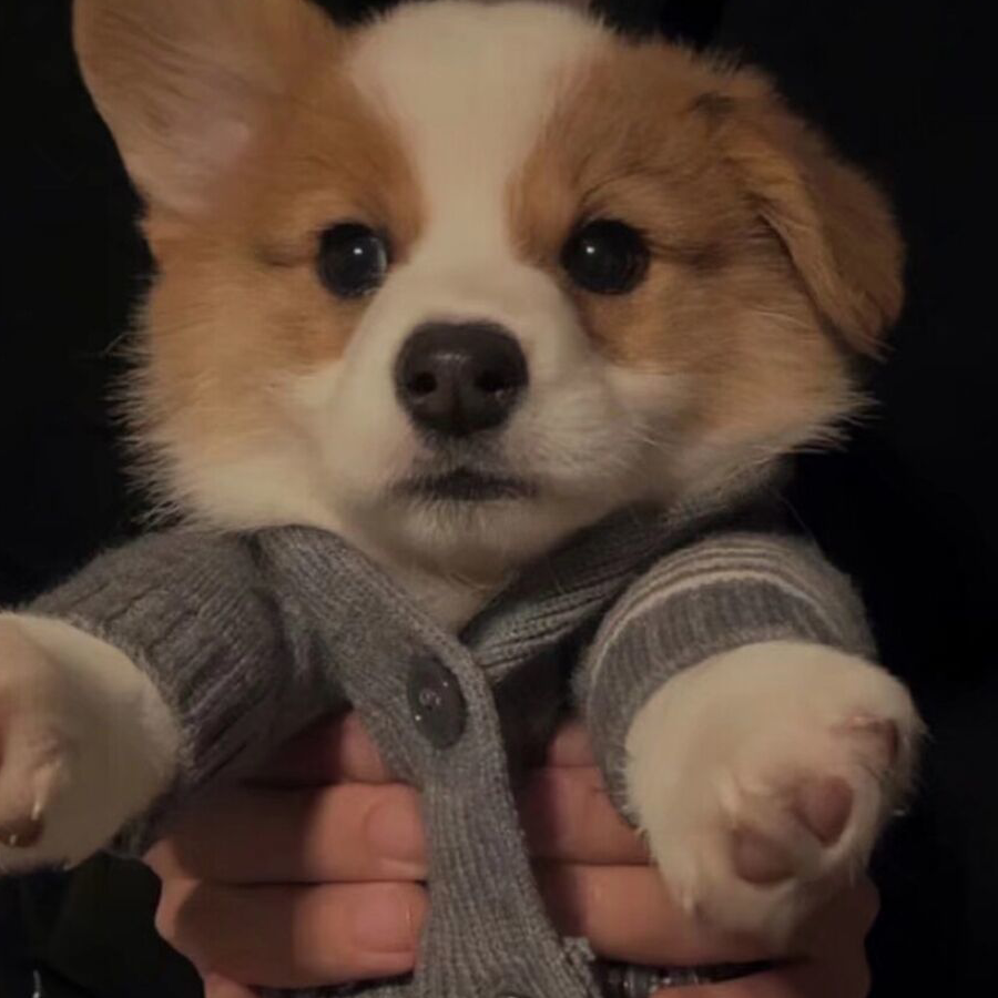 老驴