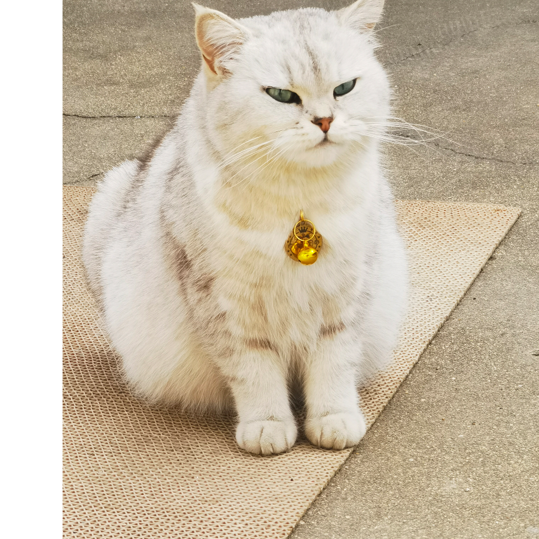 🦋ꦿ᭄໊🕊朝花夕拾᭄ꦿᩚ٭