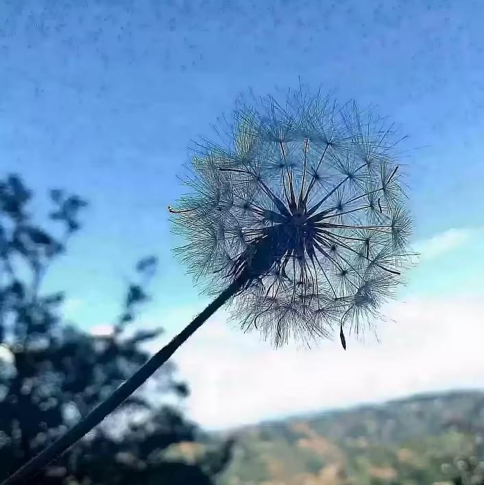 十二议员与黑色星期五