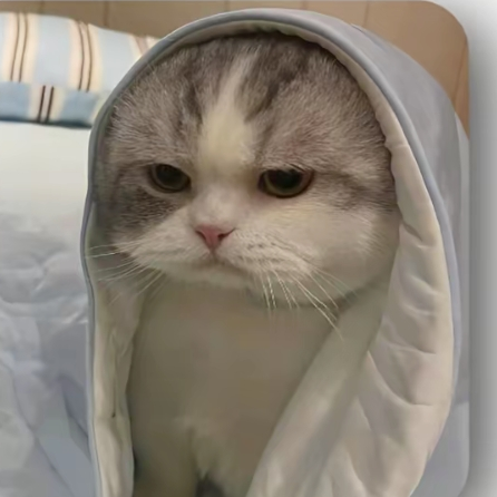 小野猫