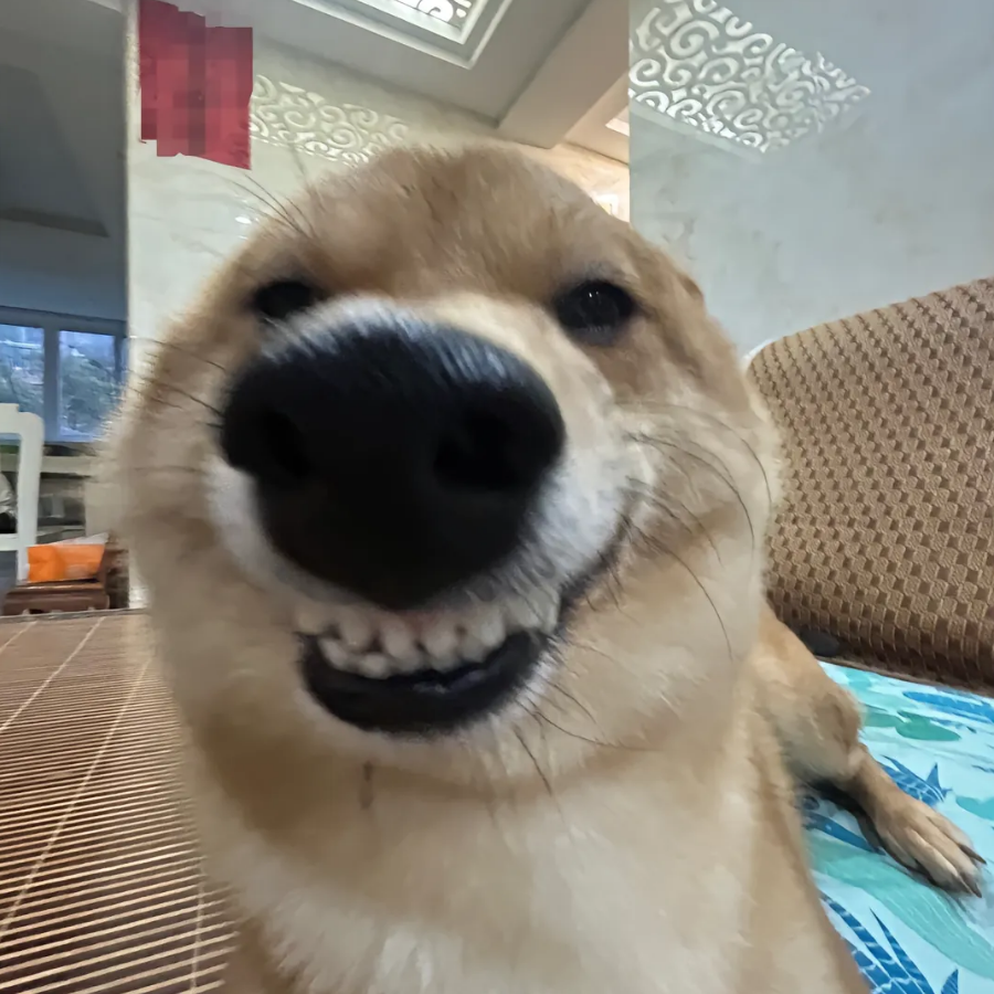 萌小贱