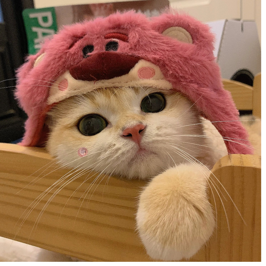 ý