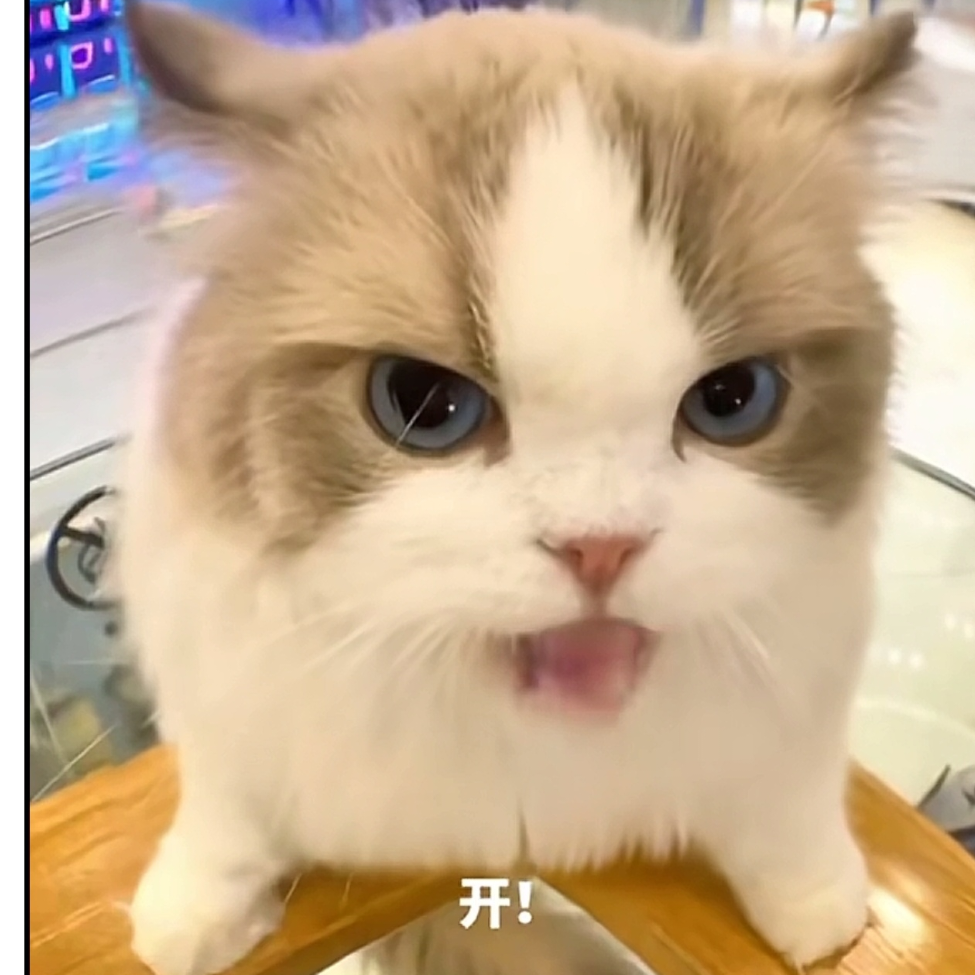 睿( •́ω•̀ )