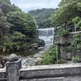 中黄鸭