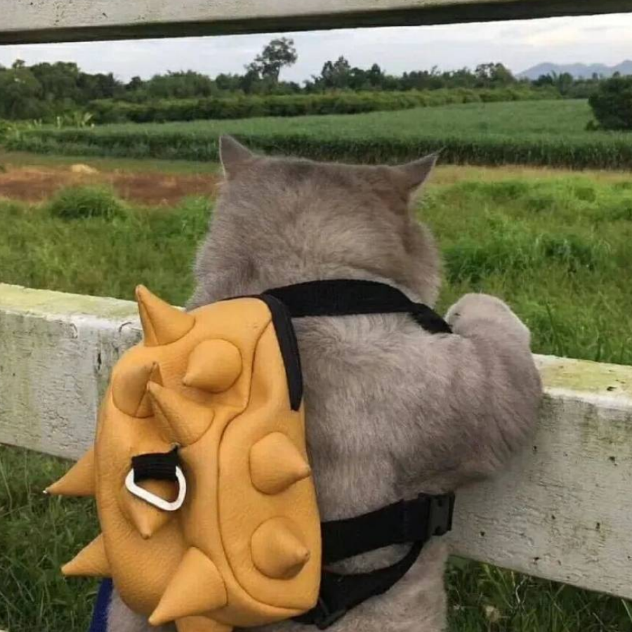D夫人