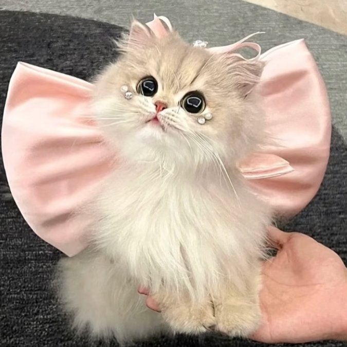虞昕彤