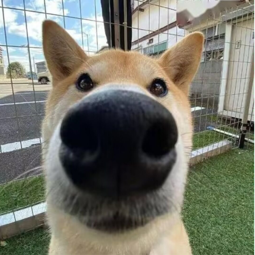 (*^ω^*)