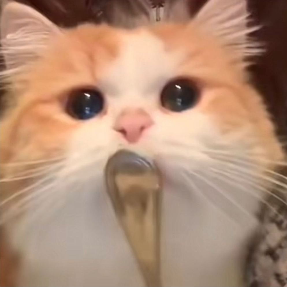 猫猫土豆泥