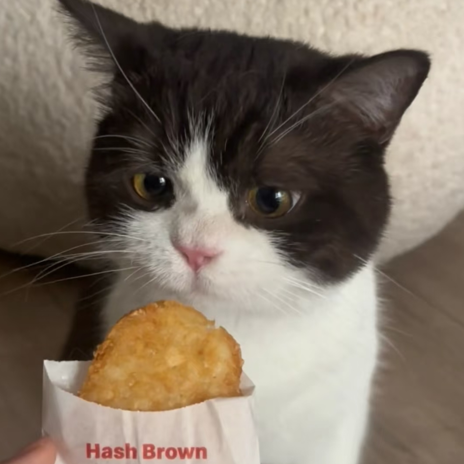 加辣土豆饼