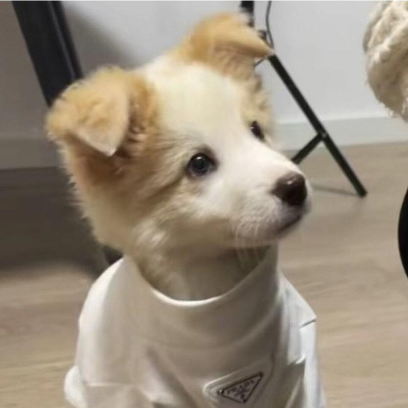 AAA专业诈骗