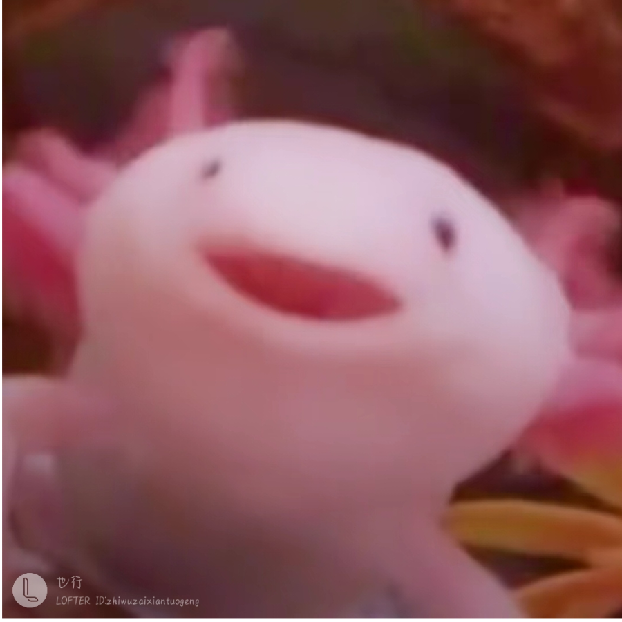 陆上鱼