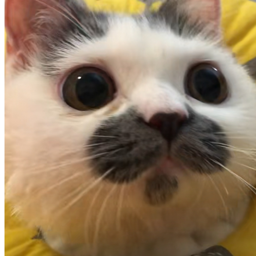 落地成狗狗