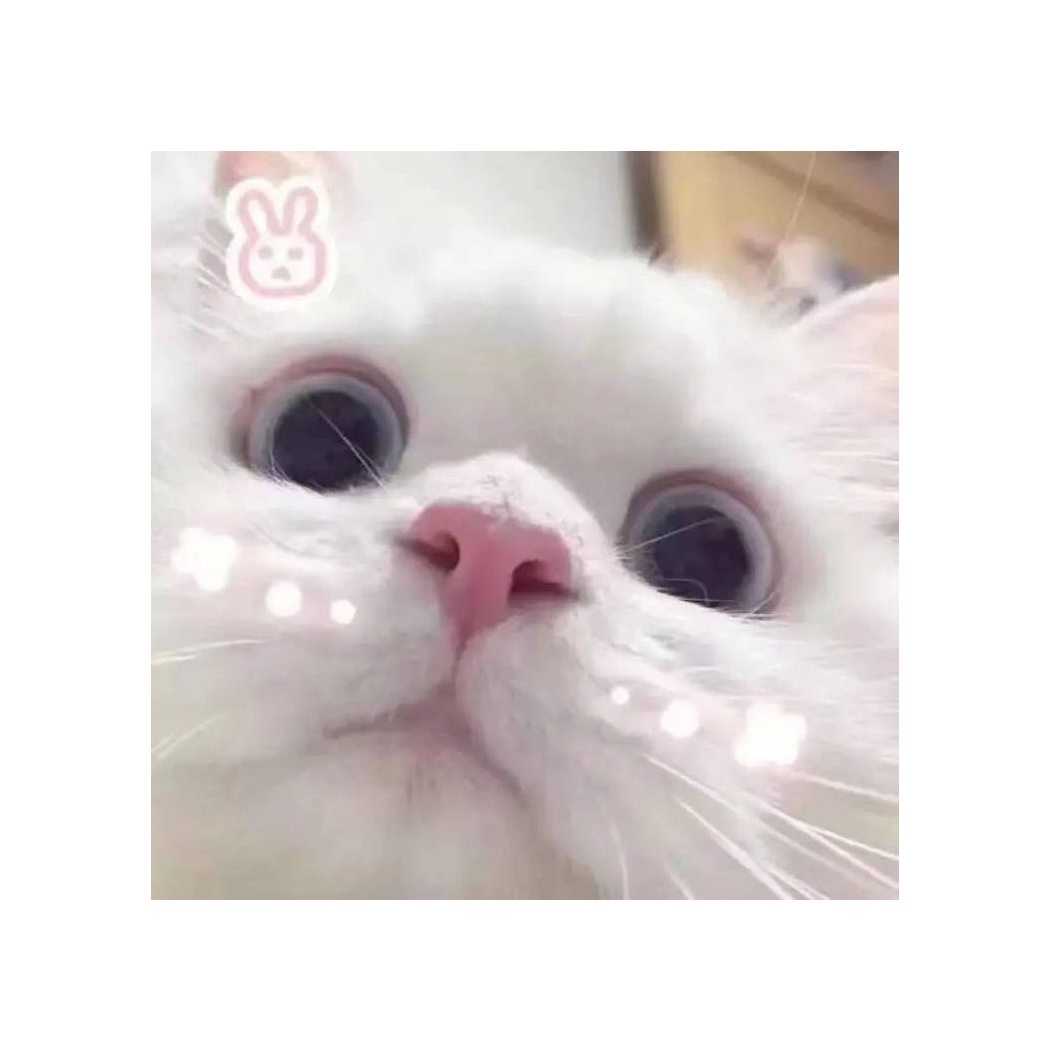 Feice