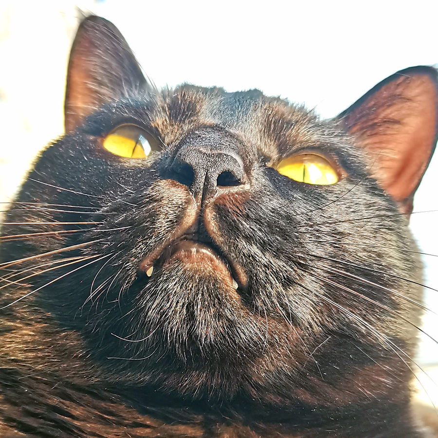 Frey