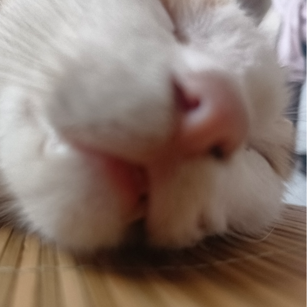 狂客歸舟