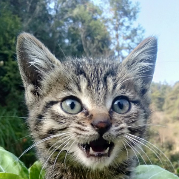 小猫咪呀!❤️🐱