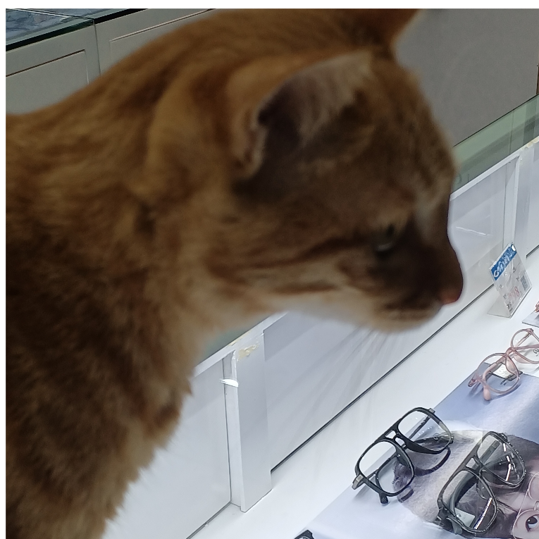 我爱猫猫