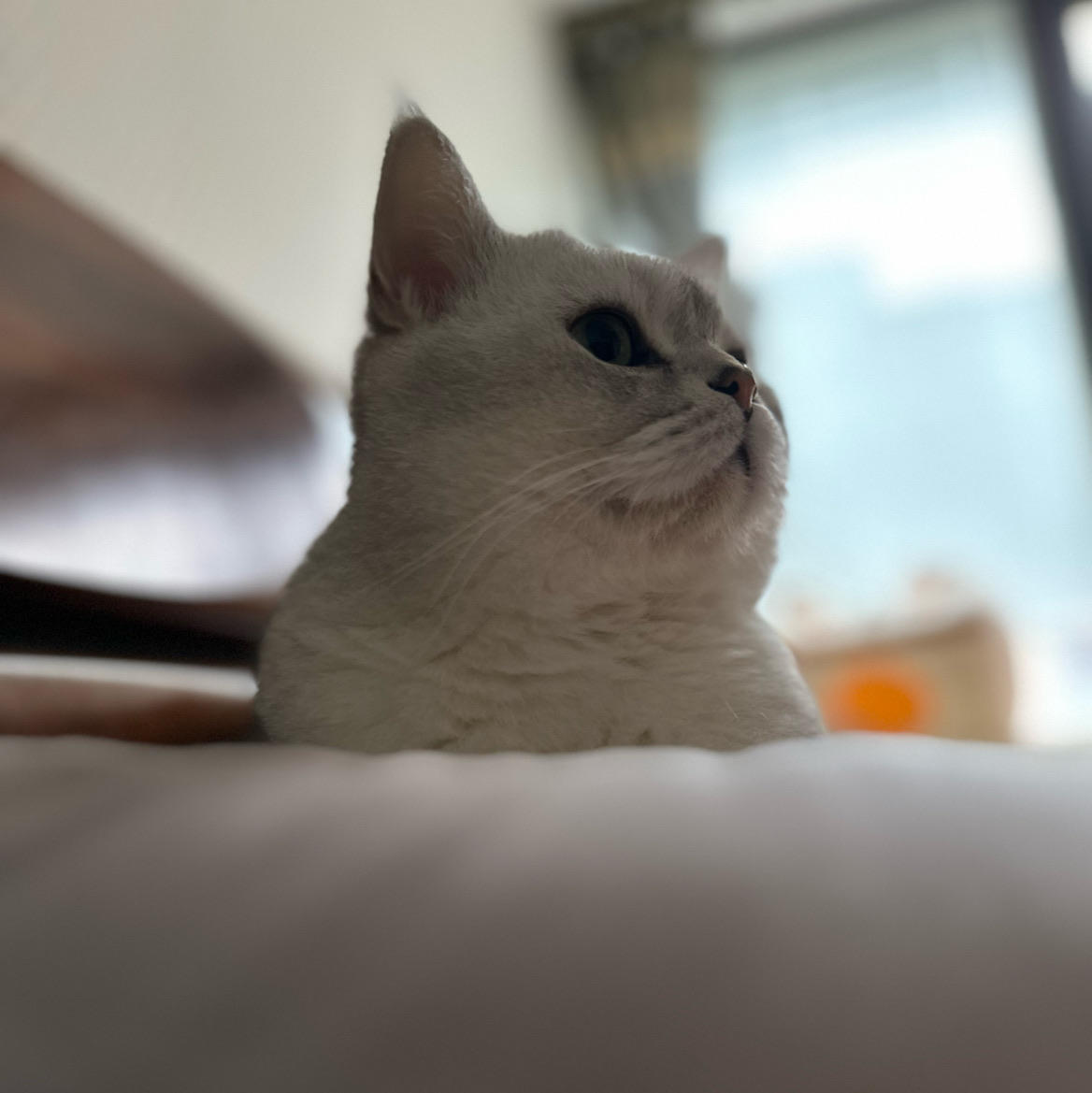 有头脑的莽夫