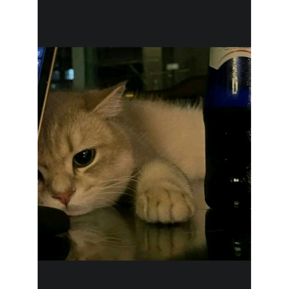 楠