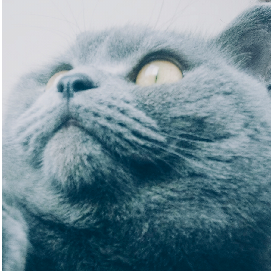 我家猫咪最帅啦