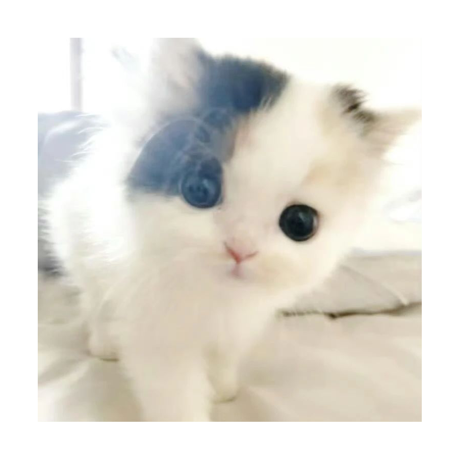 Ms.浠岚