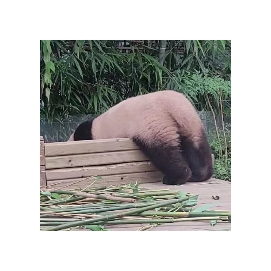 猪猪侠