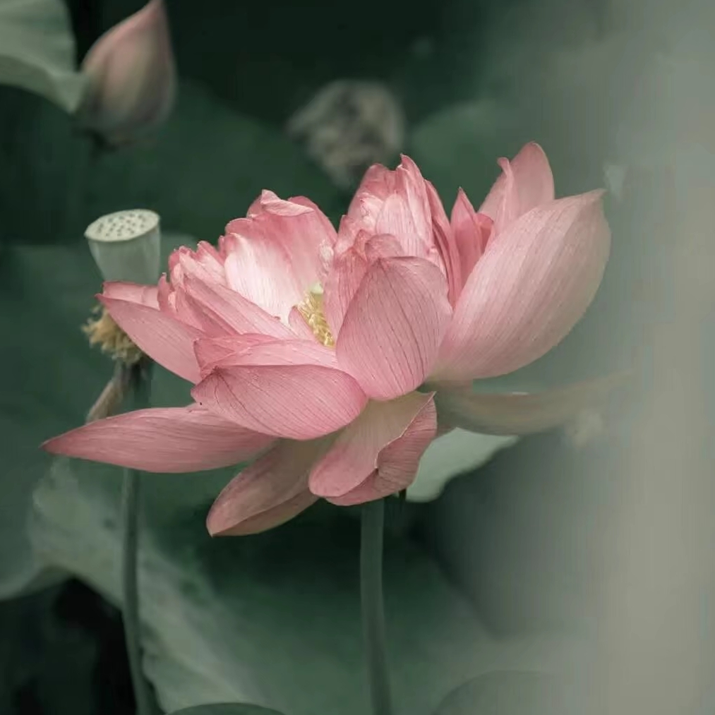 梅见