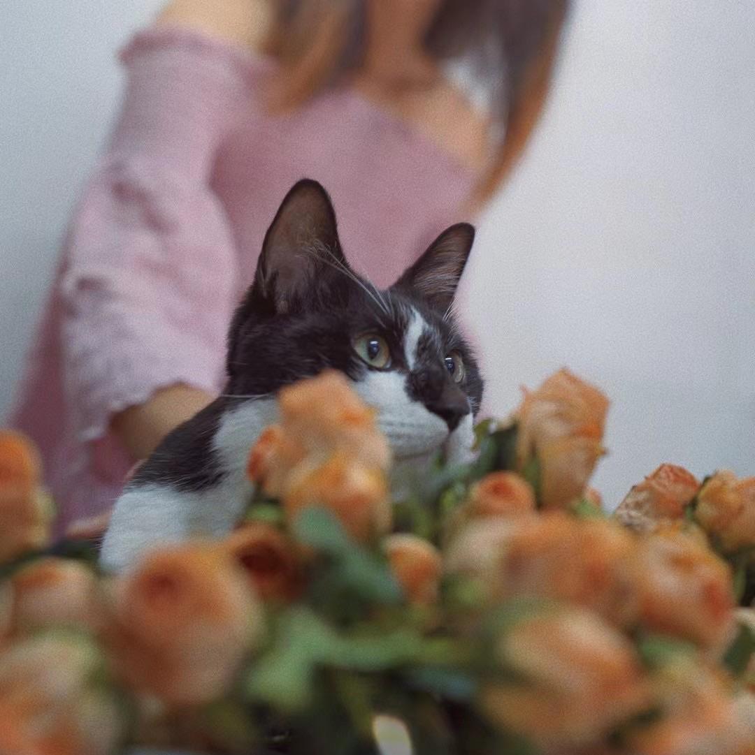 蒜加芥末