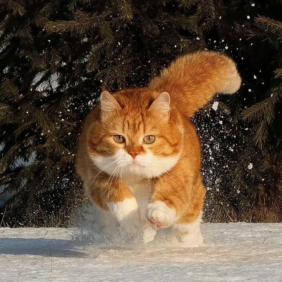 奔跑🐱🐱