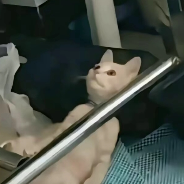 一只努力的猪🐷