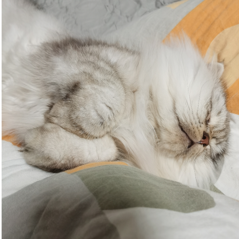骆烟糖