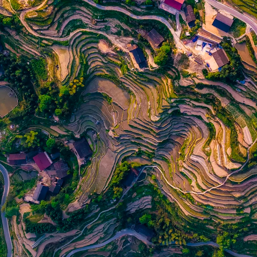 基泥苔莓