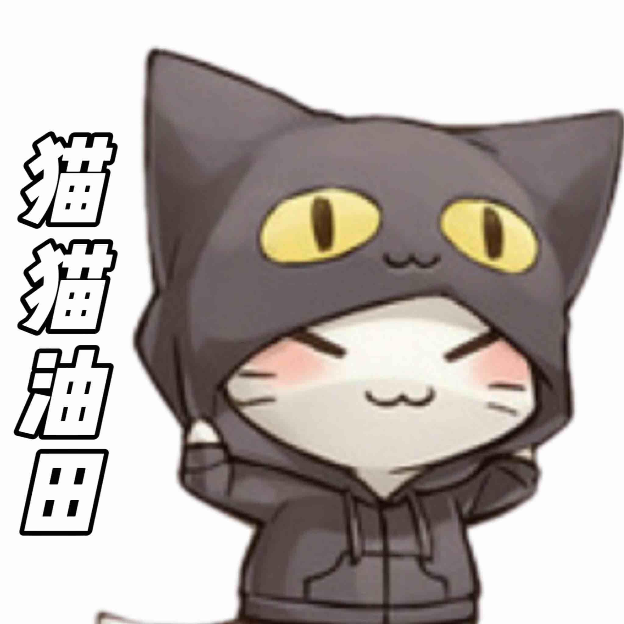 猫猫君