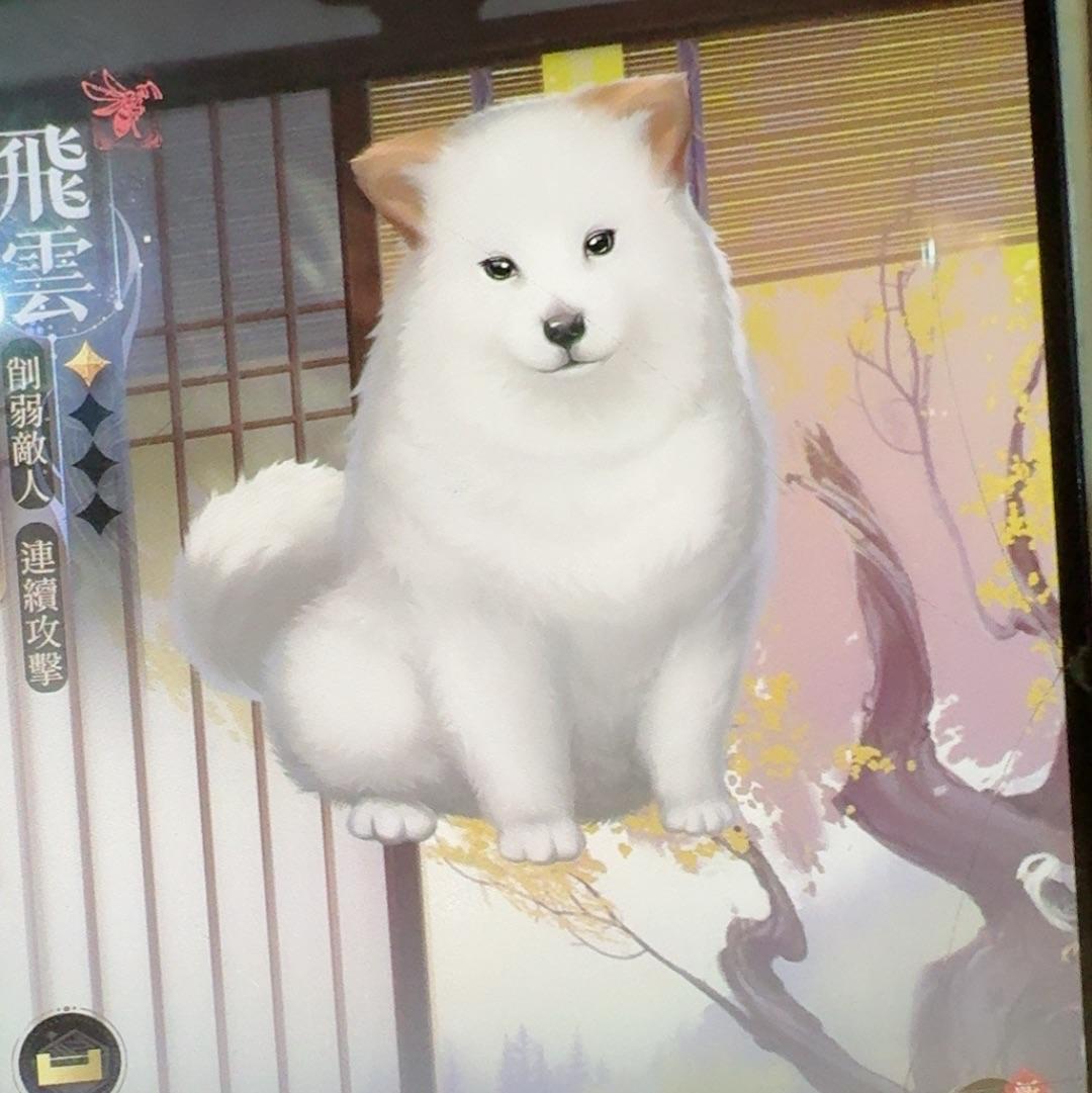 强壮的大萨摩耶