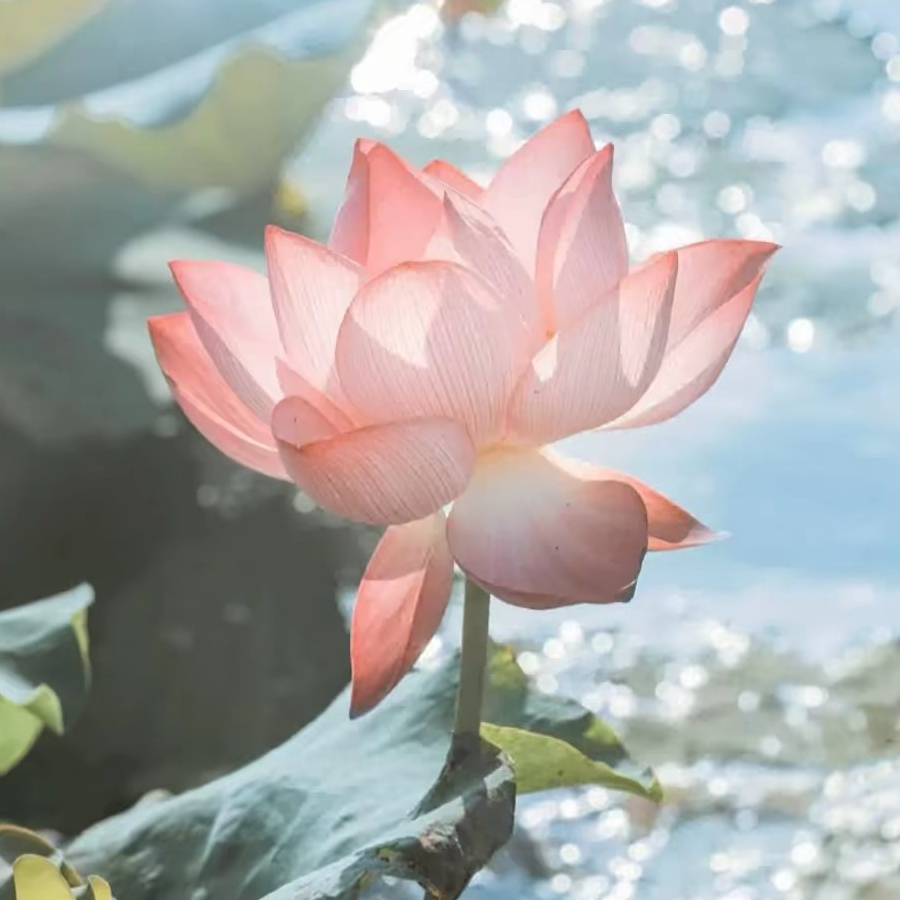 温橘