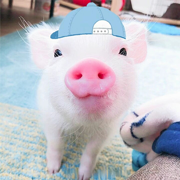 小幺🐽