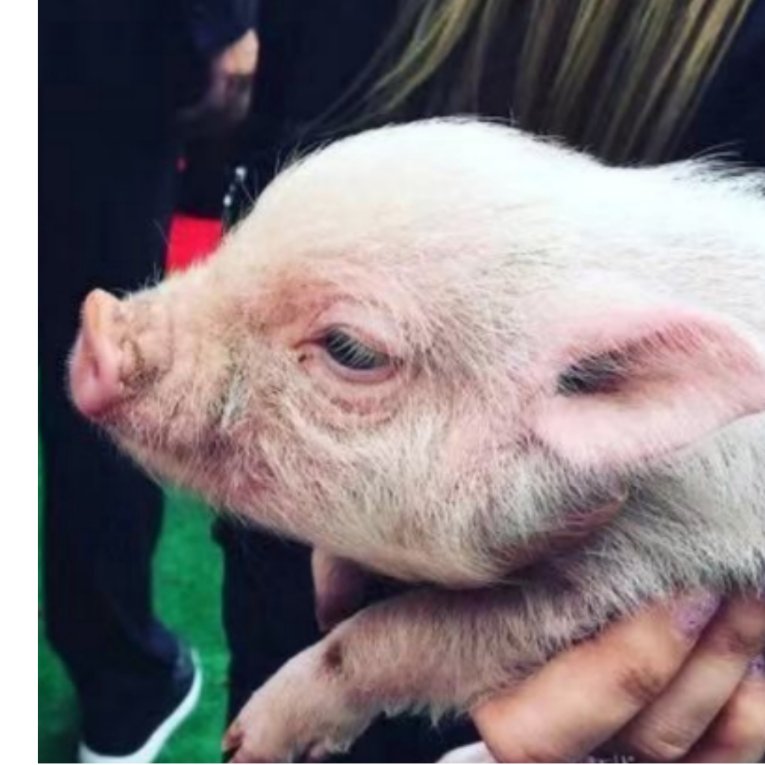 克烈屁股下的斯嘎儿