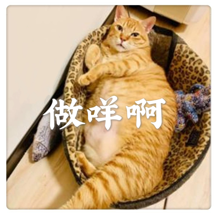 纠结猫猫猫