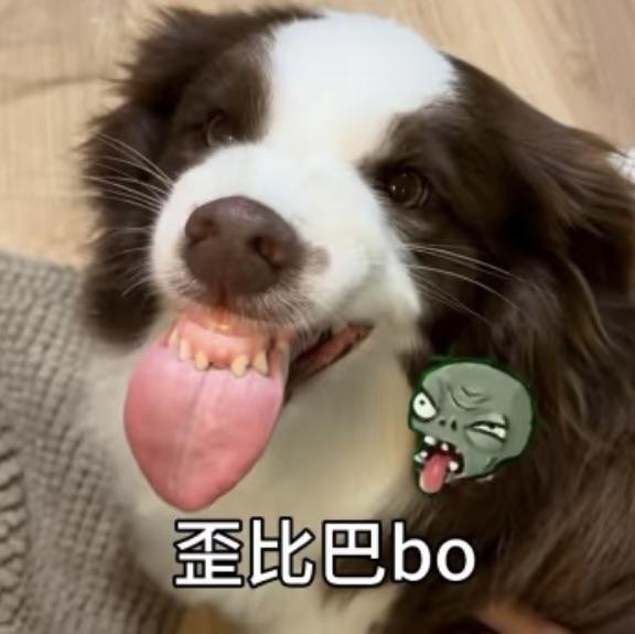 辛夷不是细辛