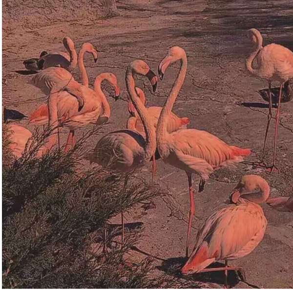 蘼麓