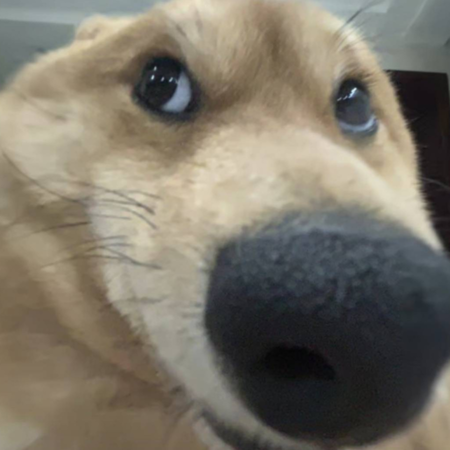 鹤小雨