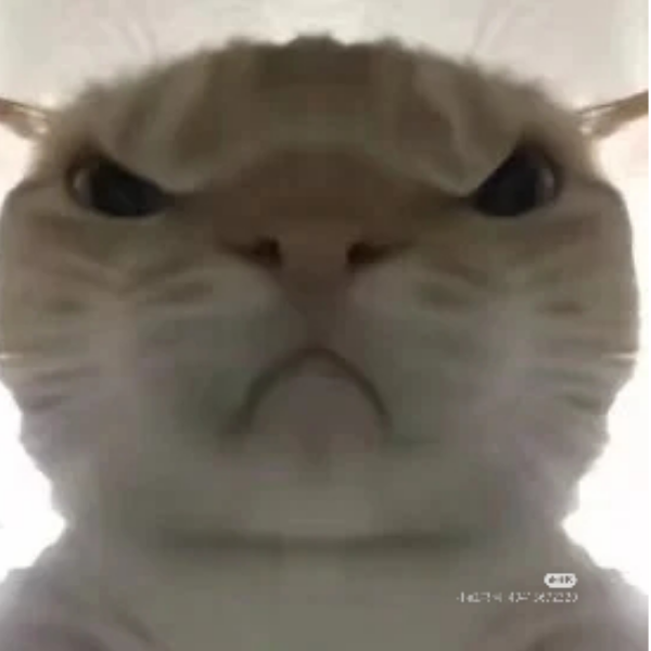 邪恶猫🐱