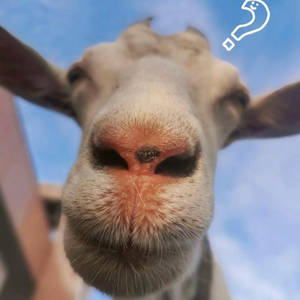 今天不吃肉