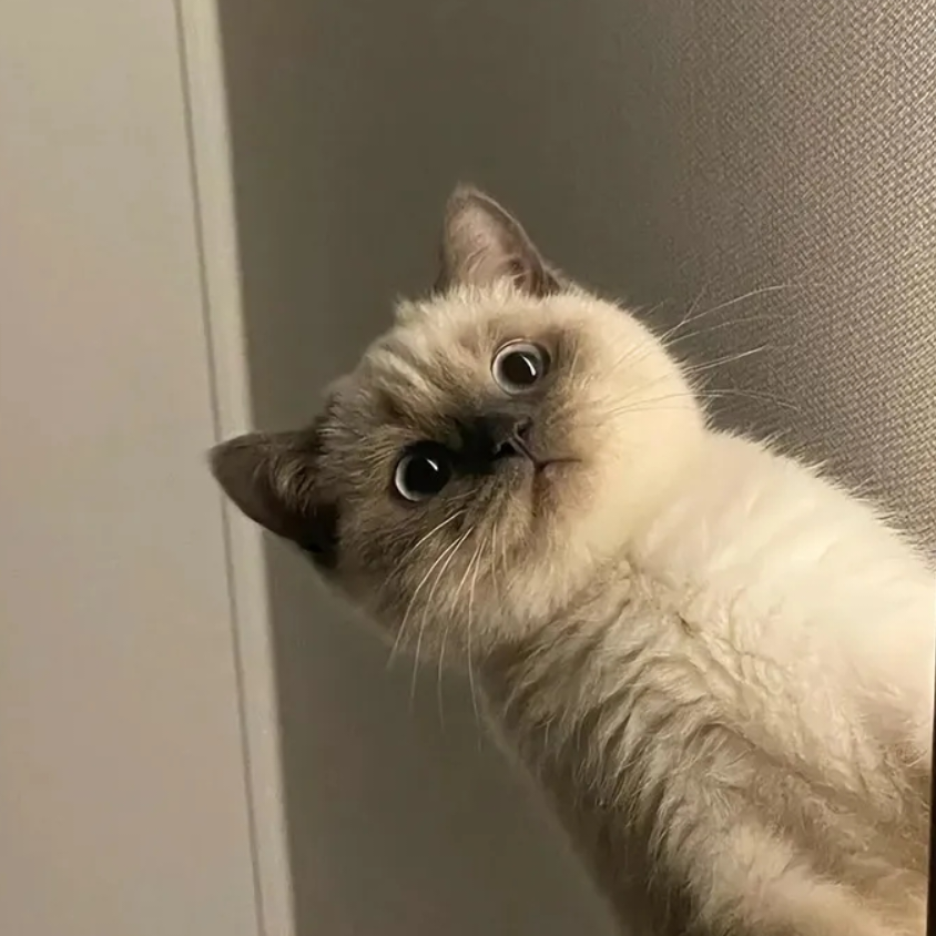 弥摇摇