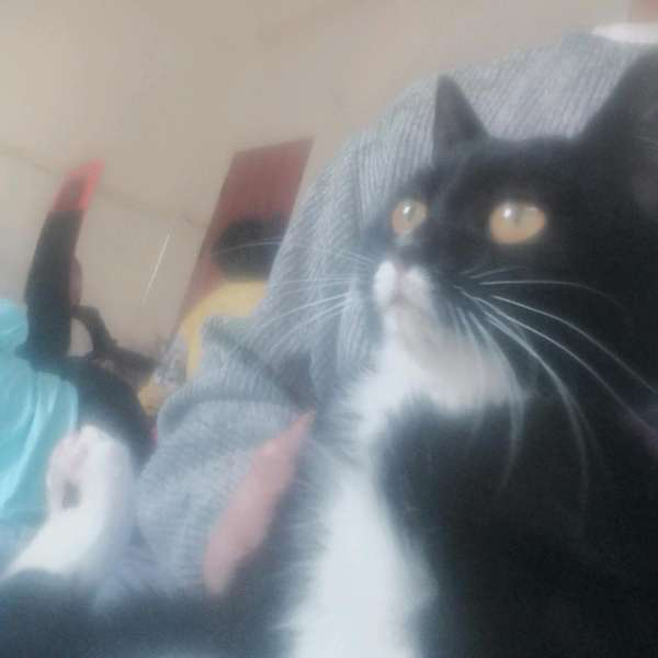 可爱的煤球小猫咪